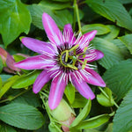 Pack 2 Passion Flower Plants, Mixed Passiflora Vine Flowering Plant 4-7 Inch Tall, Indoor Outdoor Planting