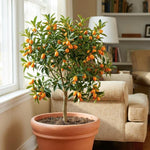 Meiwa Kumquat Tree Live Plant 1 Gallon Pot, Orange Kumquat Live Plant, Sweet Citrus Fruit Tree for Indoor Outdoor Growing