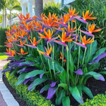 Set 4 Orange Bird of Paradise Plants Live, 4-8 Inch Tall Tropical Plants for Indoor Outdoor Growing