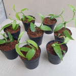 Fast Growing Vanilla Bean Orchid Live Plant, Green Fragrant Beans Vanilla Starter Plant, 3 to 7 Inches in Tall, Rare Plant Outdoor Indoor