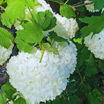 2 Japanese Snowball Viburnum Bush Plants Live Bare Roots, Hardy Viburnum Snowball Plant Live Bush, 1-2 Feet Tall for Gardening