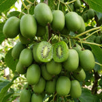 Set of 3 Hardy Kiwi Vine Plants Live, 4-6 Inch Tall, Cold Hardy Kiwi Tree Starter Plants for Outdoor Growing