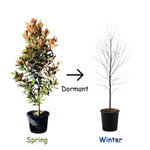 2 Magnolia Tree Cuttings, Hardy Fragrant Magnolia Flowering Tree, Well Rooted Cuttings 8–12 Inches for Outdoor Garden (Jane Magnolia Cuttings)