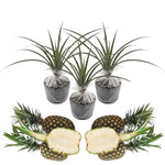 Set of 2 Sugarloaf Pineapple Live Plants, 4-6" Tropical Pineapple Plants for Indoor Outdoor Growing, Patio Container Garden, No Pot, Fast-Growing
