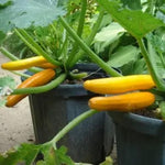 2 Yellow Zucchini Plants Live, 4 Inc Potted, Fast Growing Squash Vegetable Garden Plants
