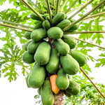 Papaya Tree Live Plant, 8 Months Old Seedlings 5-10" in Tall in 4" Pot, Fast-Growing Tropical Fruit Tree, No CA