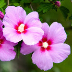 Rose of Sharon Plant Live 6-13 Inch Tall, Althea Hibiscus Syriacus Bush Shrub, in Pot (Pink Rose of Sharon)