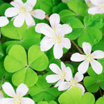 Green Oxalis Live Plant 5-10 Inches Tall, Low Light Tolerant Shamrock Foliage Plant for Garden and Container, Well Roooted Potted Plant