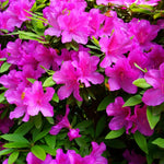 2 Southern Azalea Plants Live Tree, Blooming Rhododendron Bushes, 5-10 Inc Tall, No Pot, for Indoor Outdoor Planting, Vibrant Pink Purple Azalea