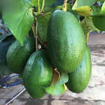 Live Large Fruit Avocado Tree Plant in 3 Gallon Pot, Cold Hardy Avocado Tree 2-3 Ft Tall, Ready to Bear Fruits