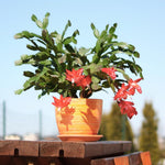 Live Orange Christmas Cactus Live Plant 4–6 Inches Tall, Winter Blooming False Thanksgiving Cactus Well Rooted, Flowering Houseplant for Home and Office