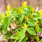 Set of 5 Yellow Trillium Bulbs, Trillium Flower Bulbs, Large Bulbs, Trillium Bulb for Fall Planting Outdoor Indoor
