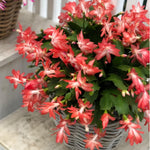 Live Orange Christmas Cactus Live Plant 4–6 Inches Tall, Winter Blooming False Thanksgiving Cactus Well Rooted, Flowering Houseplant for Home and Office