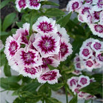 Set 10 Mixed Dwarf Dianthus Perennial Plants Live, Dianthus Live Plants for Outside Planting, Pink White Red Dianthus Color, Dianthus Flower Plant Live, Zones 3 to 9