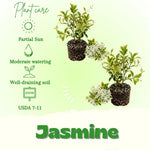 Set 2 Gold Jasmine Plant Live, 4-7 Inches Tall, Fast Growing Jasmine Flower Plant, Low Maintenance for Patio and Home Decoration