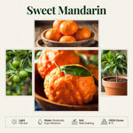 Mandarin Orange Tree Live Plant, 1-2 Feet Tall in 1 Gallon Pot, Sweet Citrus Fruit Tree for Outdoor Garden, Easy Care Potted Citrus Tree