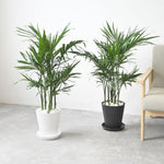 Live Palm Tree Plant in 3 Gallon Pot, No CA, Large Fully Rooted Size, Ready to Plant for Home Décor Indoor Outdoor Landscape, Rare Palm Trees, Green Palm