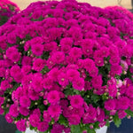 2 Chrysanthemum Plants Live, Mums Plants Live, Chrysanthemum Flowers Perennials Plant - Purple