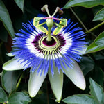 Pack 2 Passion Flower Plants, Passiflora Vine Flowering Plant 4-7 Inch Tall, Indoor Outdoor Planting (Light Blue)