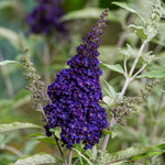 Pack 2 Butterfly Bushes Live Plant, Fragrant Buddleia Bush Shrub, 4 to 9 Inch Tall (Dark Purple Blooms)