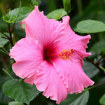 Set of 7 Pink Hibiscus Cuttings, Hibiscus Flowers Plants, Tropical Flower Plant for Outdoor Gardening