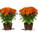 2 Orange Chrysanthemum Plants Live, Mums Plants Live, Chrysanthemum Flowers Perennials for Zone 6