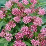 2 Butterfly Milkweed Plants Live, Asclepias Tuberosa Tropical Milkweed Flowers for Butterfly Garden, 4-9" Tall Perennials, No Pot Included (Pink Milkweed)