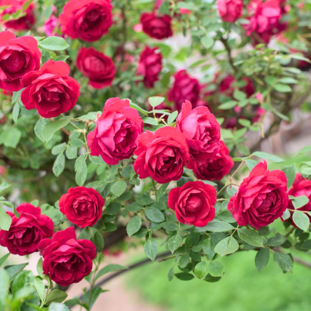 Rose Bush Live Plant, Heirloom Rose Plant Live for Planting, Fragrant Flowers Well Rooted Plant, 5-10 Inch Tall (Red Rose)
