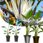 Bird of Paradise Plants Live, Strelitzia Reginae Live Plant, Tropical Perennial Blooming, Houseplant Indoor Outdoor Planting (White)