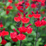 3 Hot Lips Sage Salvia Plants Live, Well Rooted Sage Flowering Plants, Hardy Perennial Bushes Shrubs Live Plant with Bright Red Blooms, Turn Red in Summer