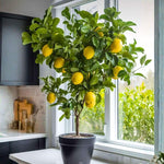 Meyer Lemon Tree 1.5-2 Ft Tall in Gallon Pot, Live Grafted Lemon Citrus Plant for Garden and Patio Pots, Ready to Grow