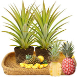Set of 2 Florida Special Pineapple Live Plants, 4-6" Tropical Pineapple Plants for Indoor Outdoor Growing, Patio Container Garden, No Pot, Fast-Growing