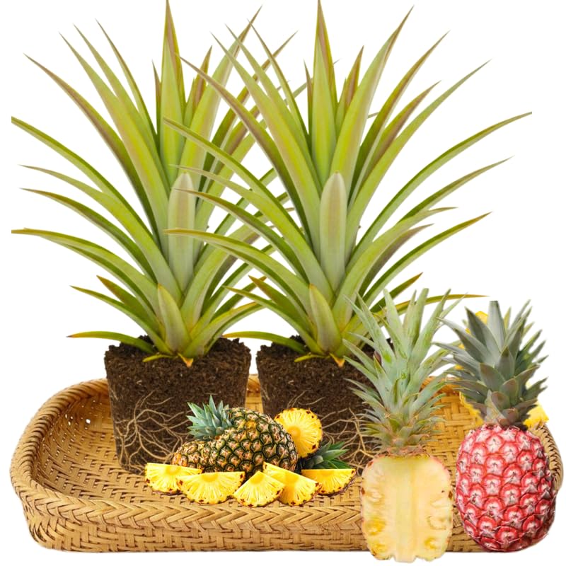 Set of 2 Florida Special Pineapple Live Plants, 4-6" Tropical Pineapple Plants for Indoor Outdoor Growing, Patio Container Garden, No Pot, Fast-Growing