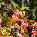 2 Black Sumac Trees Live Plants Bare Roots, Dormant 1-2 Feet Tall, Hardy Shrub Fragrant Ground Cover for Landscaping