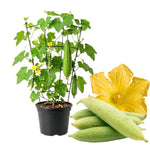 Luffa Plant Live, Live 2 Loofah Sponge Starter Plant from 4 to 6 Inches Tall, Climbing Vegetable for Outdoor Planting