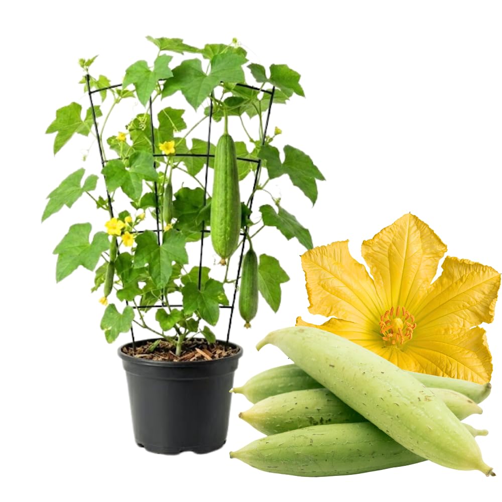 Luffa Plant Live, Live 2 Loofah Sponge Starter Plant from 4 to 6 Inches Tall, Climbing Vegetable for Outdoor Planting