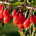 03 Goji Berry Trees Live Plants Bush, 4 Months Old 3-6” Tall, Cold Hardy Berry Plant for Outdoor Planting, No CA