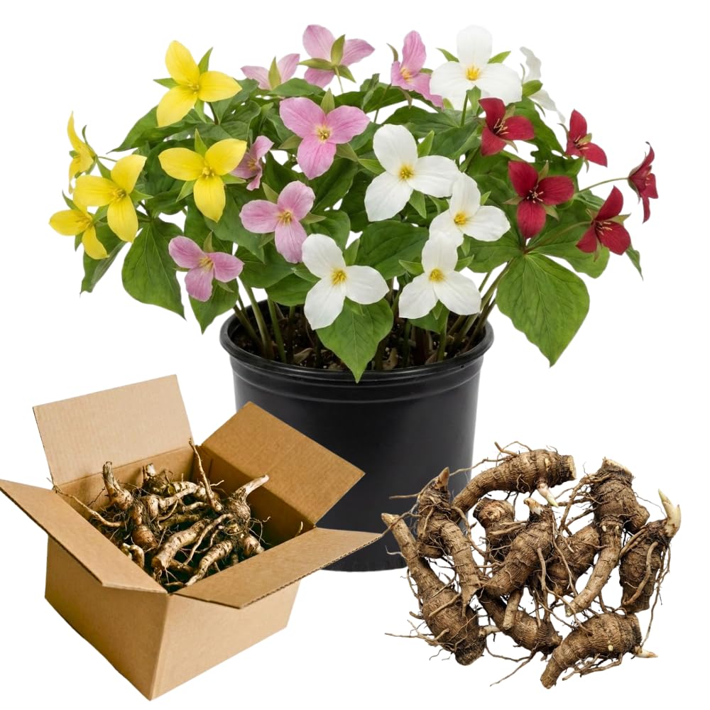 20 Bulbs of Mix Trillium Bulbs, Large Bulbs, Trillium Perennial Flower Bulbs, Trillium Bulb for Planting Indoor Outdoor, Trillium Flower Bulbs