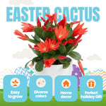 Easter Cactus Live Plant, 4-9” Tall, Rooted Holiday Cactus Succulent Plant for Indoor or Outdoor Growing, Easy Care Flowering Houseplant (Red Easter Cactus)