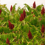 2 Rare Sumac Trees Live Plants Bare Roots, Dormant 1-2 Feet Tall, Hardy Shrub Fragrant Ground Cover for Landscaping