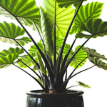 Colocasia Elephant Ears Live Plant, Alocasia Plant, Esculenta Taro Live Houseplant, 5-7 Inc Tall (Green Black Leaf and Stem)