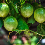 Live Passion Fruit Plant, Passion Fruit Tree Live Plant, Yellow Passionfruit Vine Gardening, Half Gallon Pot