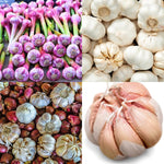 1/2 LB Mixed Garlic Bulbs for Planting in Fall, High Yield Hardneck Garlic Cloves Seeds, Fresh, Cold Hardy and Fast Growing, Various Varieties