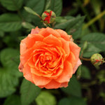 Climbing Roses Live Plants, Rose Bushes Ready to Planting, No Pot, Cut Back, Well Rooted, 6-8 Months Old (Orange)