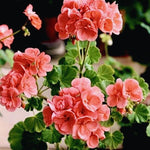 Live Geranium Plants, 4 Salmon Geranium Flower Plants Gernanium Plant Live, 4 to 6 Inches Long, Geranium Live Plants, Geranium Starter Plant