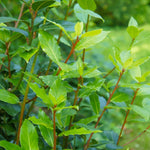 Bay Leaf Tree Live Plant, Laurus Nobilis Sweet Bay Laurel, 6-10" Tall in 4" Pot, Fragrant Culinary Herb Tree for Indoor or Outdoor Growing