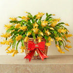 2 Yellow Christmas Cactus Plants, Thanksgiving Cactus 3-6 Inch Tall, Winter Succulents Flowers Container Hanging Basket Indoor Outdoor Planting