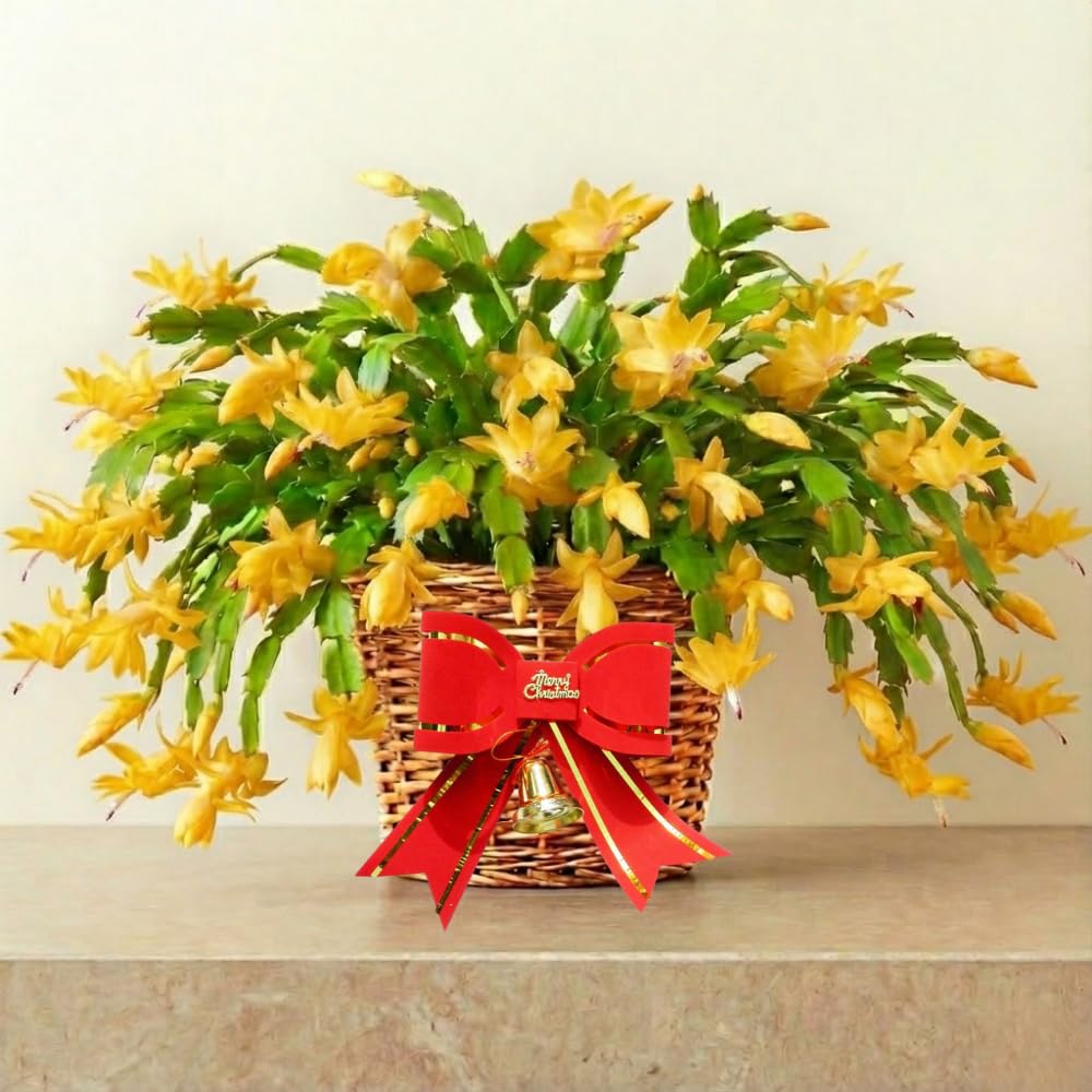 2 Yellow Christmas Cactus Plants, Thanksgiving Cactus 3-6 Inch Tall, Winter Succulents Flowers Container Hanging Basket Indoor Outdoor Planting