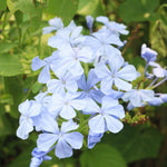 3 White Plumbago Plants Live, Plumbago Flower Live Plants, 4 to 6 Inc Tall, Tropical Shrub Plant