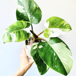 Princess Philodendron Live Plant, Rare Variegated Houseplant 5-8 Inch Tall, Indoor Live Plant for Home or Office Decor, No Pot (White Princess Philodendron)